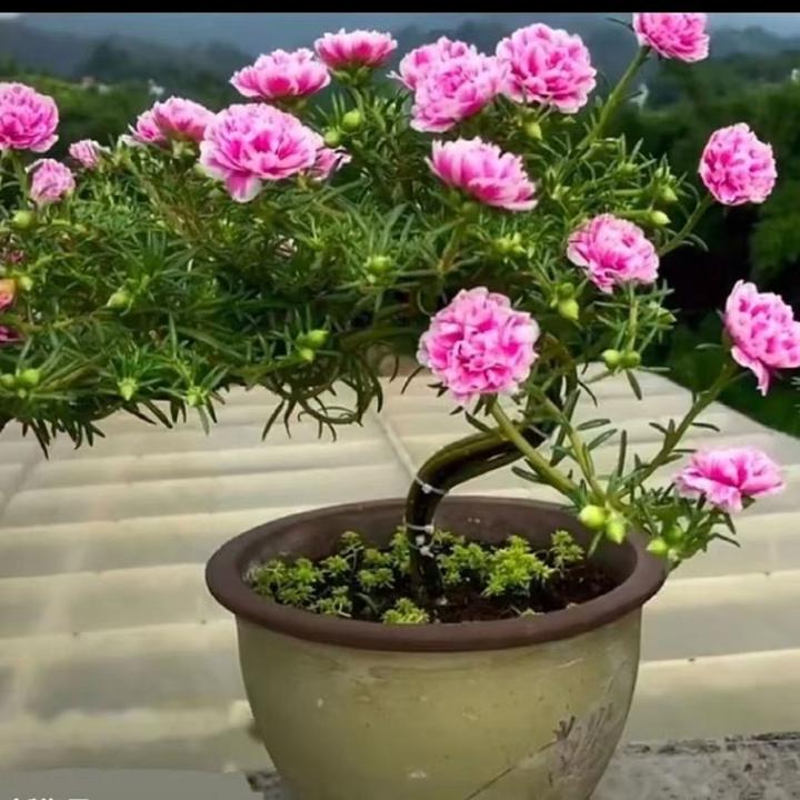 多年生宿根重瓣太阳花苗太阳花老桩庭院阳台四季观赏花卉店铺热销