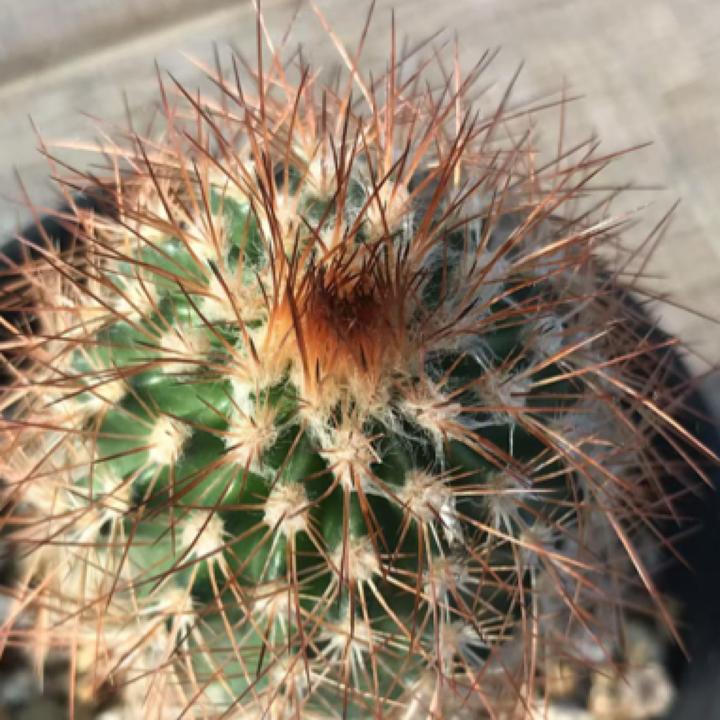 仙人球实生红刺虾欧系输入鹿角柱属实物图防辐射