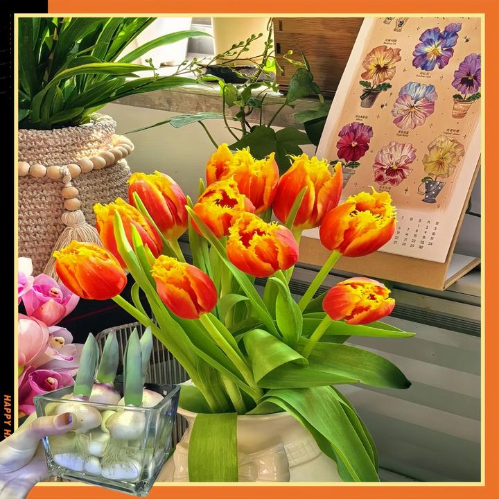 花种子水培种球荷兰正品进口大球耐寒郁金香庭院花卉秋冬室外室内