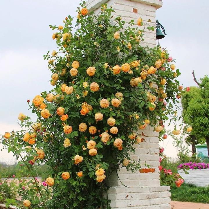 蔷薇花种子爬藤月季玫瑰四季开花爬墙攀援庭院室内花卉盆栽花籽种