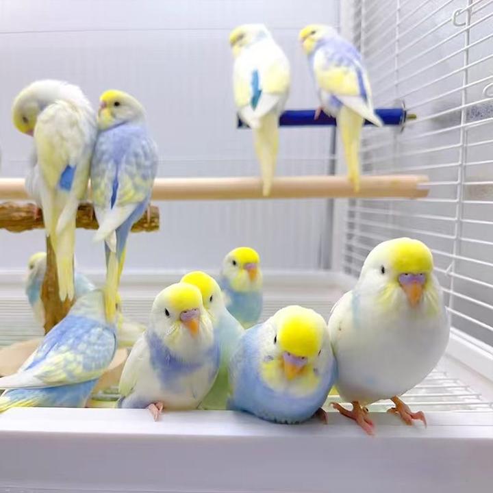 金彩特色虎皮鹦鹉活体可教说话手养亲人好养观赏鸟