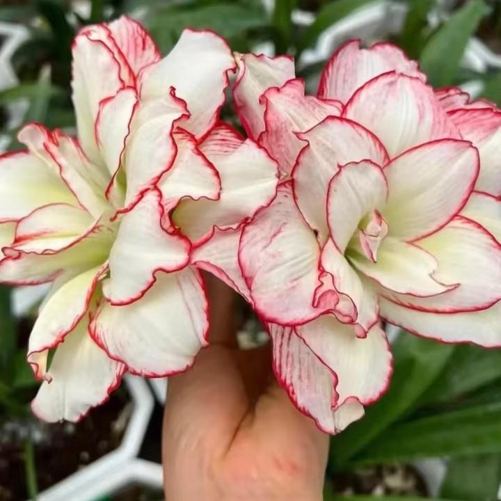 【皮皮】澳洲朱顶红切球苗