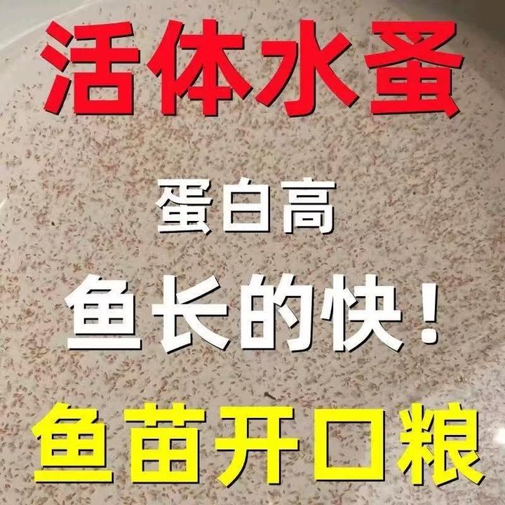 水蚤种苗可繁殖优质无菌高蛋白增色鱼虫水蚤鱼苗开口活体饲料鱼粮