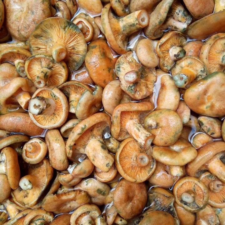 （清水枞树菌）饭店专用枞菌枞木菌寒菌三九菇天鹅菌九月香餐饮专用