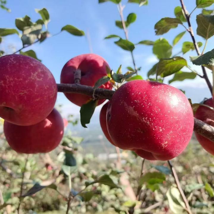 大凉山丑苹果脆甜多汁新鲜现摘营养丰富