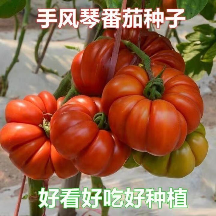 春播手风琴番茄种子马蹄番茄种子易种老品种西红柿种籽阳台蔬菜籽