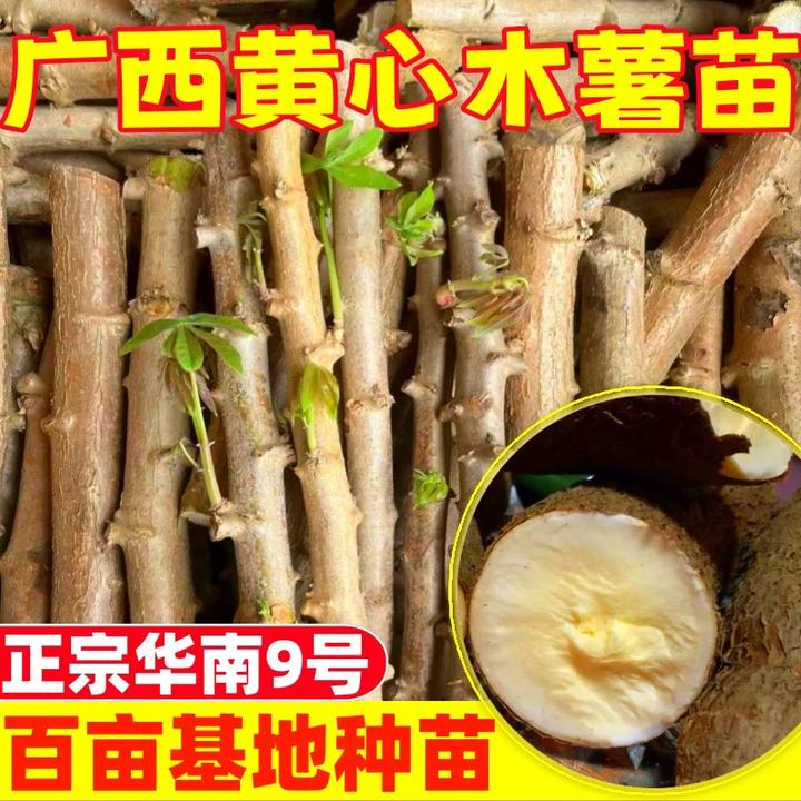 正宗华南9号黄心木薯苗面包木薯树木薯种苗食用木薯苗黄肉根茎苗