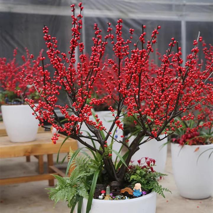 耐寒耐热北美冬青发财果室内庭院年宵喜庆