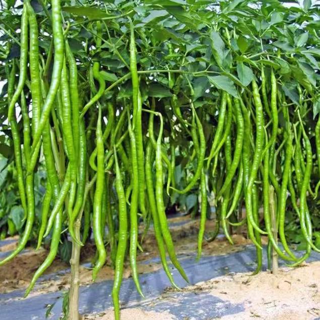 【线椒种子】四季种植特色辣椒种子