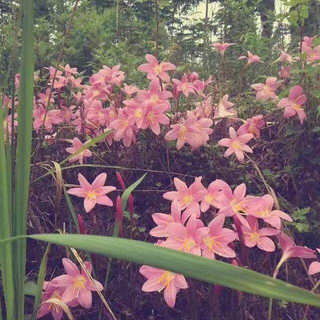 普粉风雨兰（四川野花）