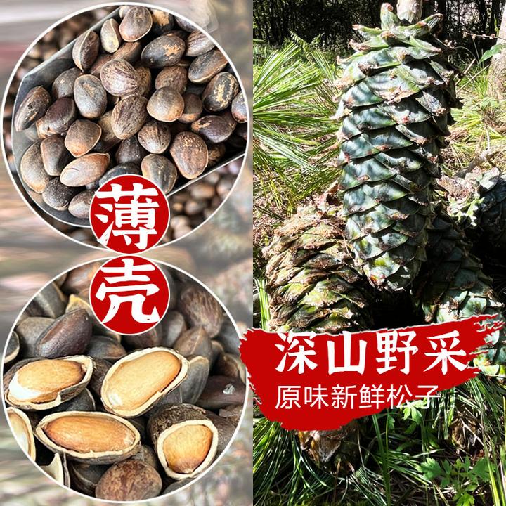 2025年新鲜薄壳生松子 高山原味松子松香浓郁特大果粒