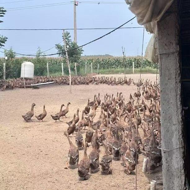 正宗金锭鸭宠物鸭散养金锭鸭土鸭麻鸭绿壳蛋鸭每只2斤左右包邮