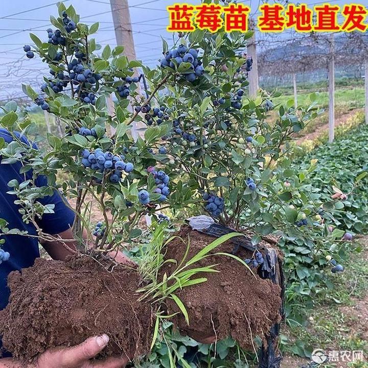 正品宁波半高丛蓝莓树苗盆栽兔眼蓝莓结果苗大个蓝莓果树苗