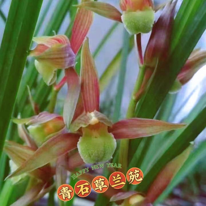 香气四溢兰花绿植盆栽自然养送春彩素