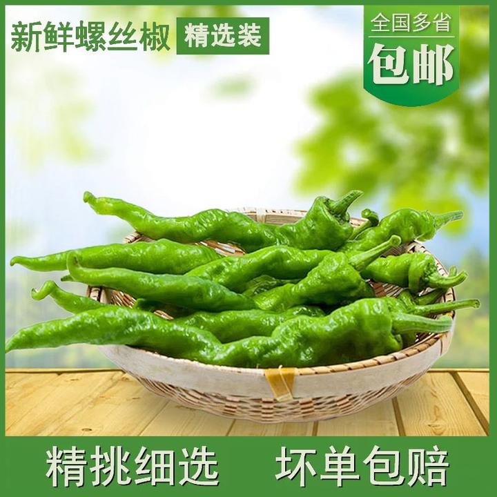 新鲜螺丝椒薄皮皱皮特辣青椒农家现摘香辣虎皮辣椒 产地直发