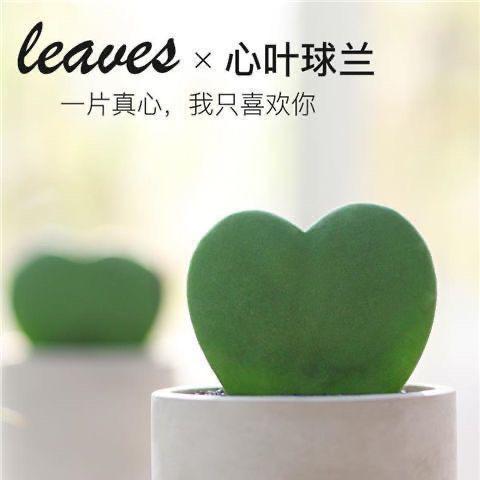 心形多肉一片心多肉盆栽植物创意桌面盆栽高颜值懒人绿植好养美观