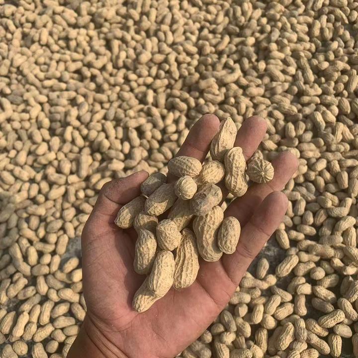 当季广西农户自种带壳中粒红皮花生干花生【以晒干】