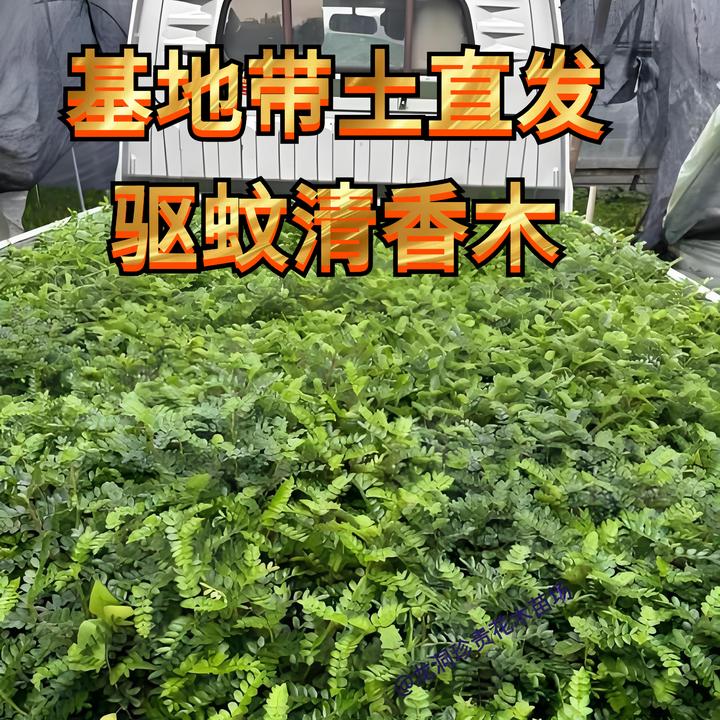 正宗清香木盆栽红芽清香木树苗四季常青清新风景阳台驱蚊耐寒植物