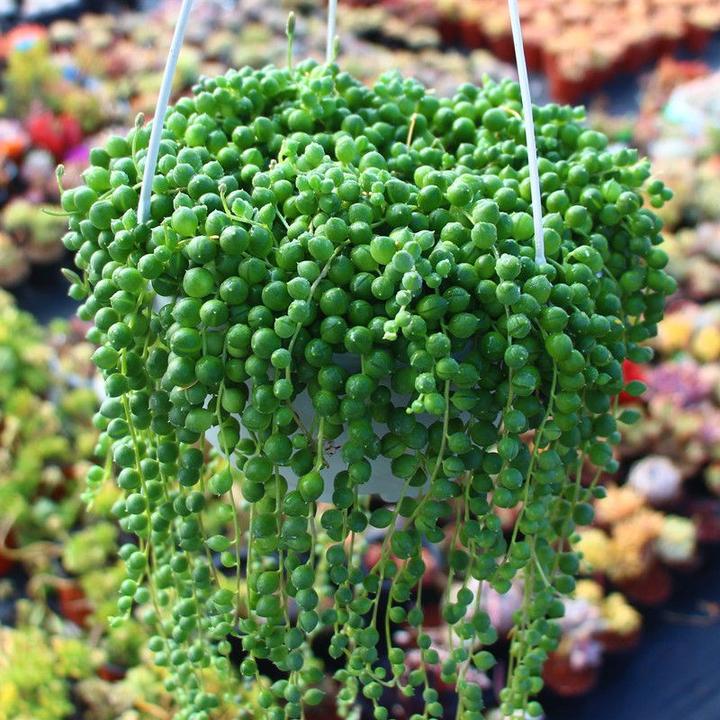 佛珠情人泪紫玄月吊兰垂吊盆栽植物套装带土绿植多肉盆栽