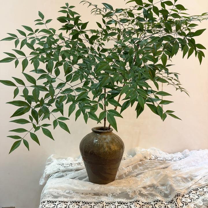 【拍一发二】 南天竹北欧风马醉木吊钟平替水培植物鲜切枝花卉高颜