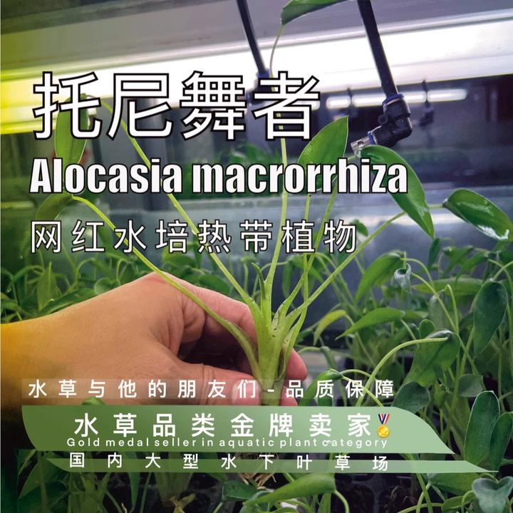 托尼舞者海芋（高湿水培）千手观音绿植天南星科新奇轻岛植物