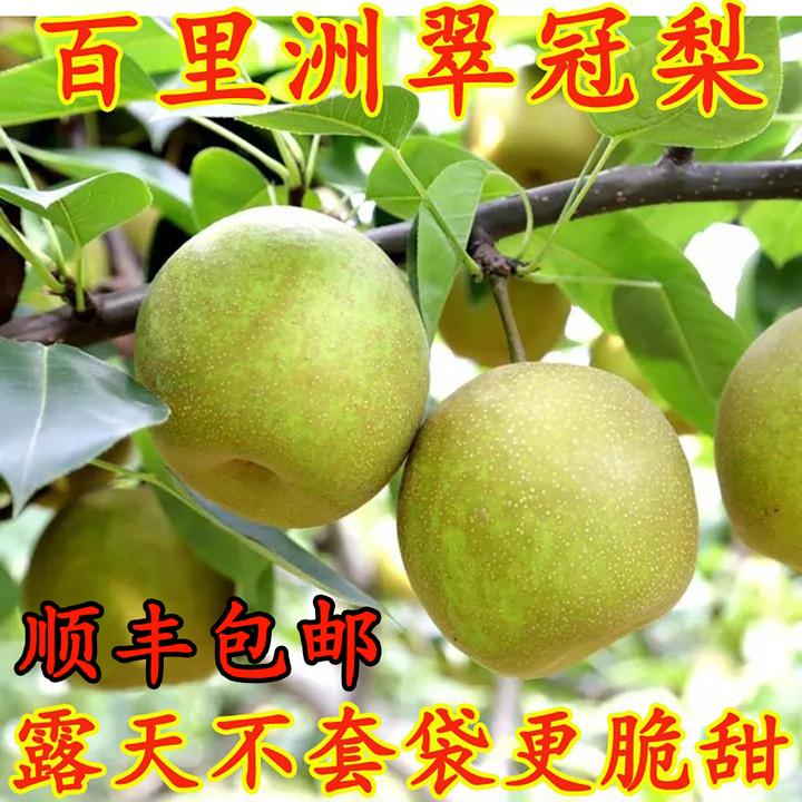 黄花梨新鲜水果枝江百里洲砂梨翠冠梨当季整箱礼盒装9斤5斤梨子