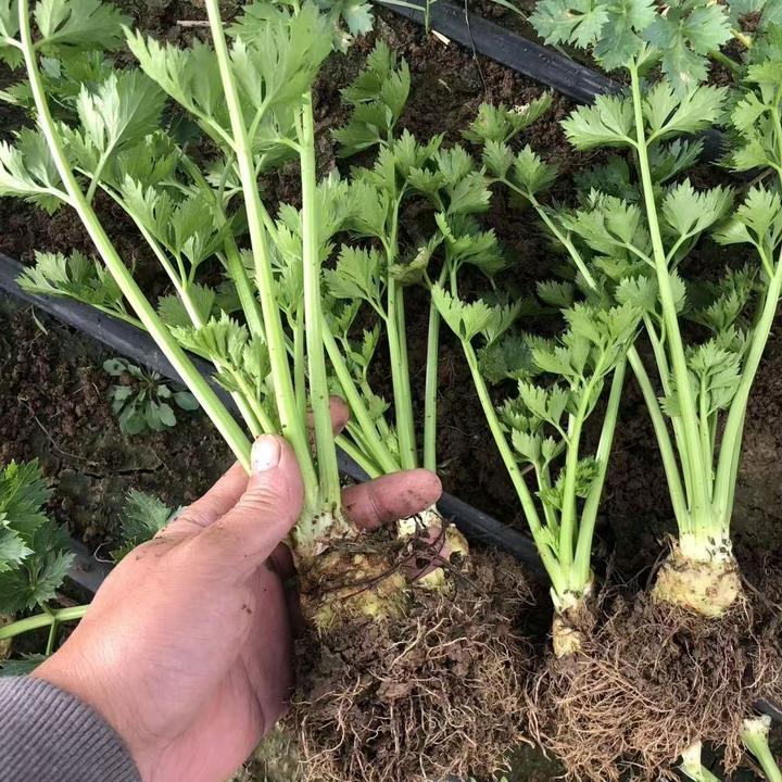 好物根芹大苗 带叶根芹苗根芹带叶大苗家庭小院室内阳台种植