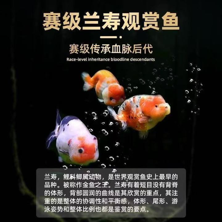 兰寿观赏鱼精品兰寿