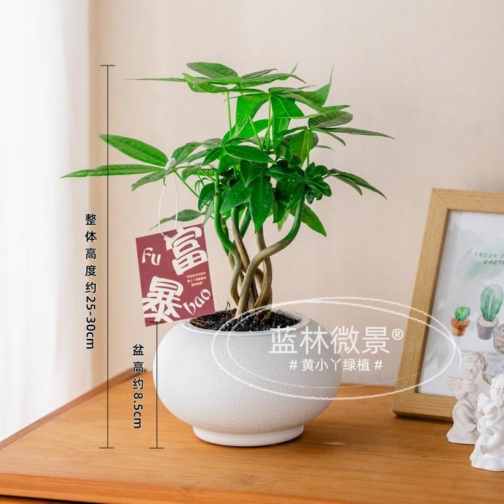 原生苗奇趣发财树（25~30cm）桌面盆栽绿植办公桌室内新鲜稀奇植物