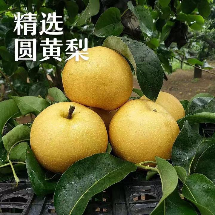 广水观音村【圆黄梨】脆甜爽口/新鲜多汁/果肉细腻/皮薄肉厚
