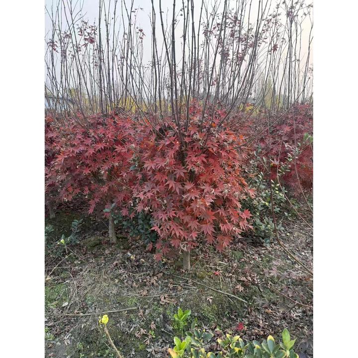中国红枫苗十八公分原生树冠庭院造景 室内欣赏