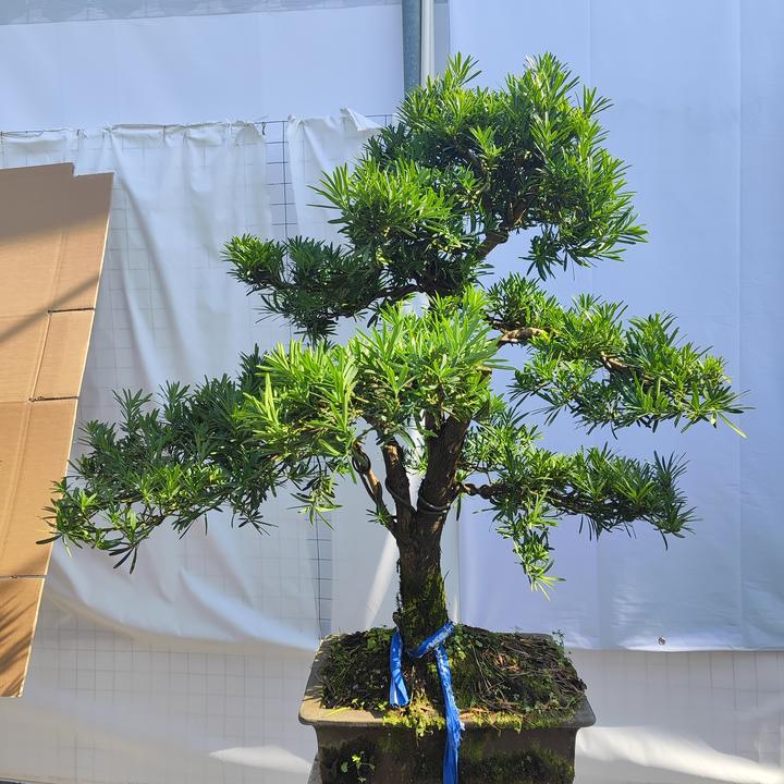 高档罗汉松室内客厅老桩庭院盆景室外阳台盆栽四季常青造型绿植