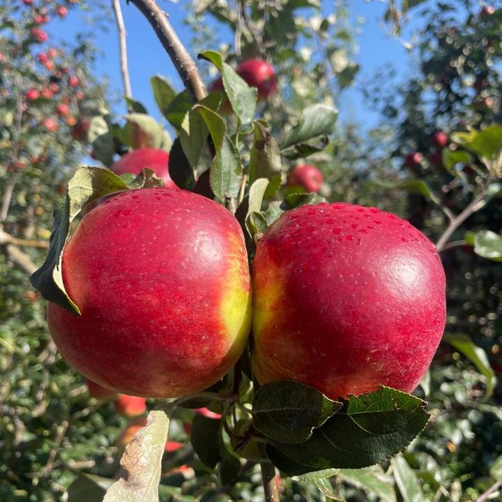 云南昭通冰糖心丑苹果新鲜现摘中秋晚会文旅脆甜多汁原生态水果