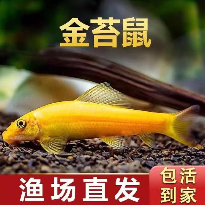 鱼缸除藻观赏鱼清洁鱼金苔鼠鱼清除藻粪便垃圾热带鱼彩虹鲨青铜鼠
