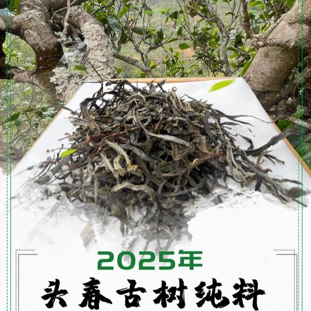 【百年冰岛古树纯料】2025头春头采100g纯料普洱/清爽高甜/馥郁茶香
