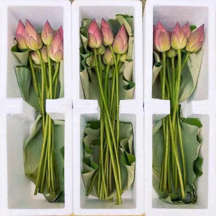 【新品】现采新鲜荷花带杆粉色荷花真花真荷花莲蓬