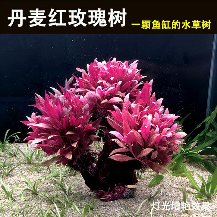 丹麦玫瑰树鱼缸水草树植物红玫瑰坨草用于鱼缸造景增氧净化水质