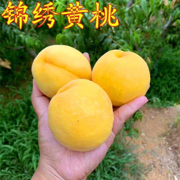锦绣黄桃树苗特大黄金桃北方树嫁接苗果树果苗桃子树南方种植桃苗