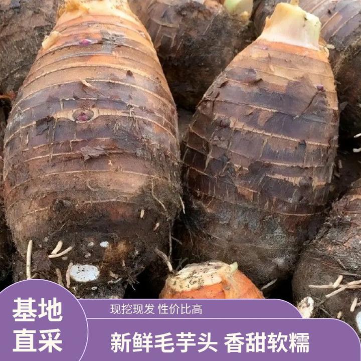 【广西香芋大芋头】大槟榔香芋农家种植新鲜毛芋头香甜软糯芋香清甜