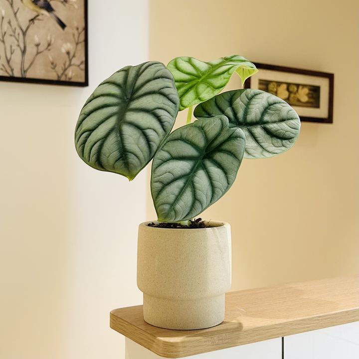 简约白犀牛海芋竹芋盆栽盆景室内客厅办公室桌面观叶趣味花卉绿植