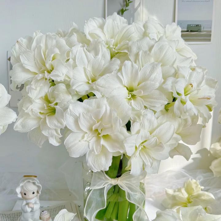 坤哥专属 南非进口朱顶红盆栽 Amaryllis 好活好养