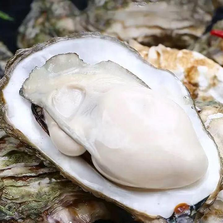 《新疆包邮》5十鲜活乳山生蚝6斤