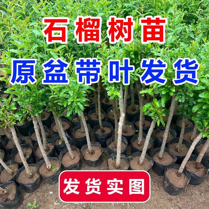 特大红宝石无籽甜石榴苗大果耐寒盆栽地栽南方北方种植当年结果苗