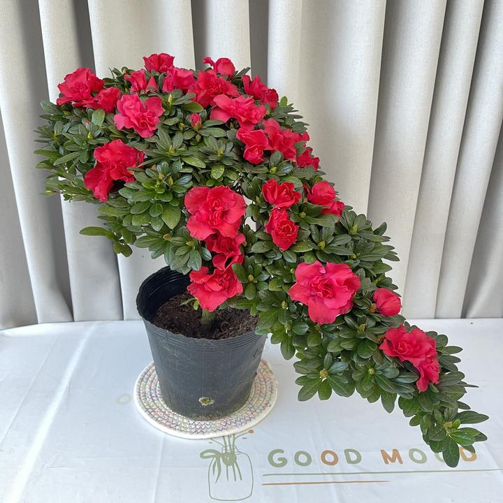 【五年苗】杨梅红杜鹃悬崖造型红色花一帆风顺造型室内客厅喜庆盆栽