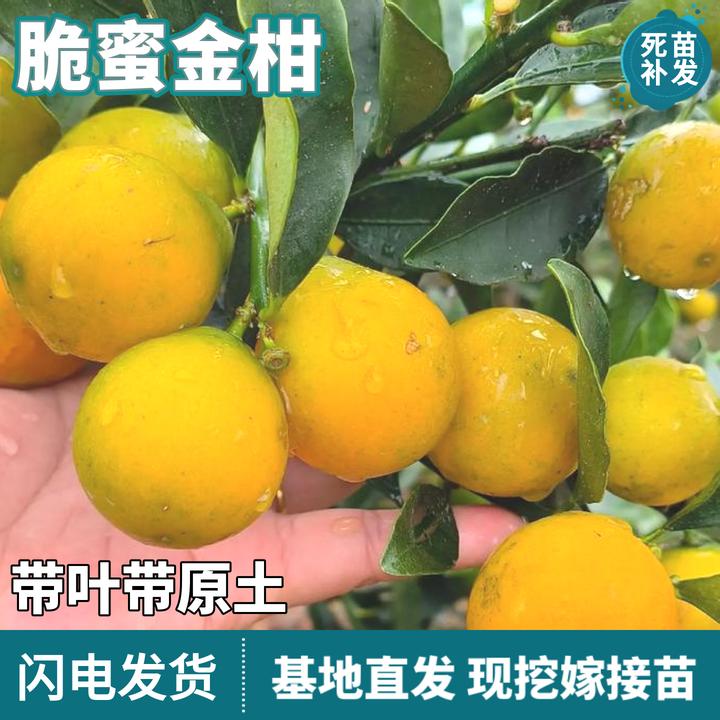脆蜜金柑树苗南北方嫁接融安三代大果金桔橘子苗地栽盆栽当年结果