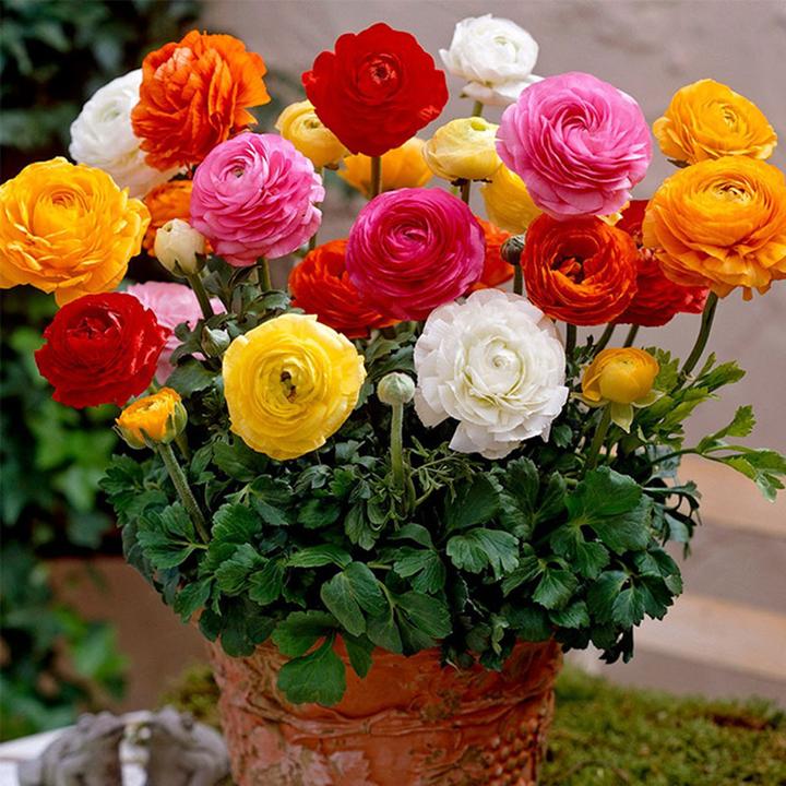 花毛茛种球四季开花洋牡丹球根室内外花卉盆栽植物花种子耐寒易种