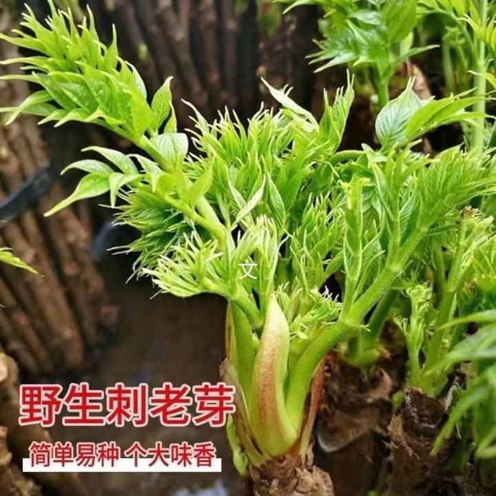 东北刺龙芽种子刺嫩芽种子刺老包种子刺包芽种子特色蔬菜种子野菜