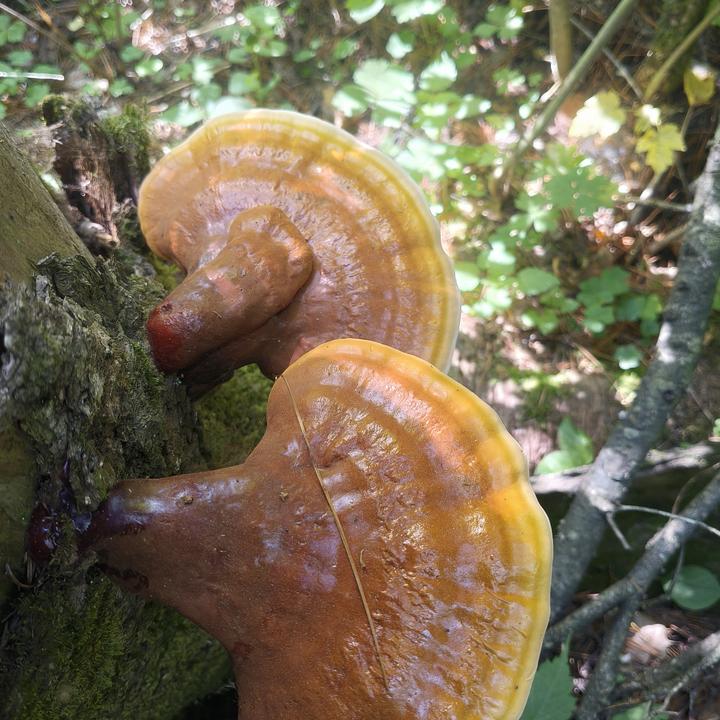 长白山野生灵芝干货