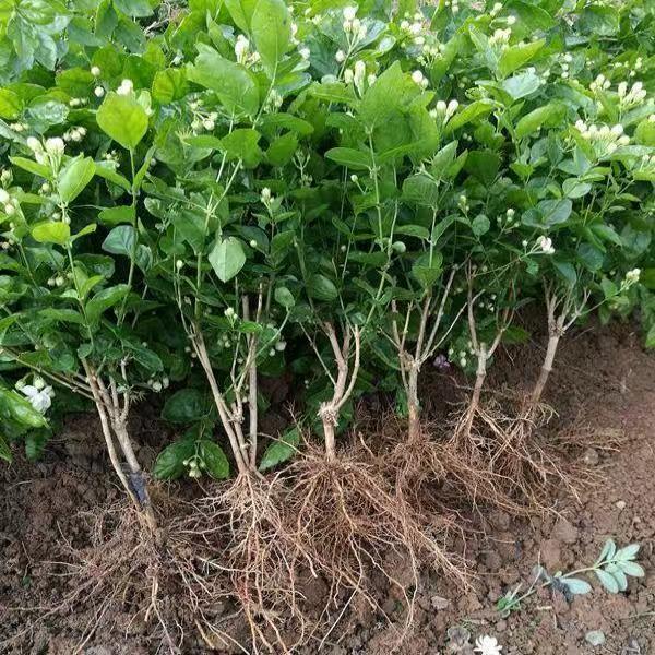 横县香水茉莉花苗室内庭院白色重瓣新苗苿莉花盆栽驱蚊花卉绿植