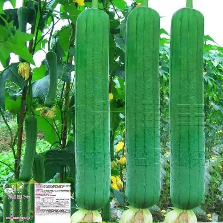 肉丝瓜种子种籽秧苗孑子菜苗幼苗蔬菜白四季苗秧盆栽带土老品种香